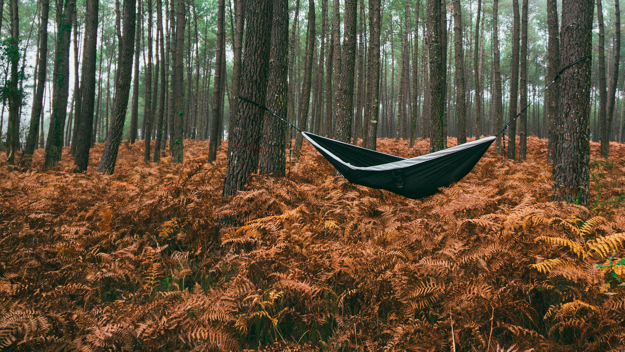 a hammock between two trees in a forest