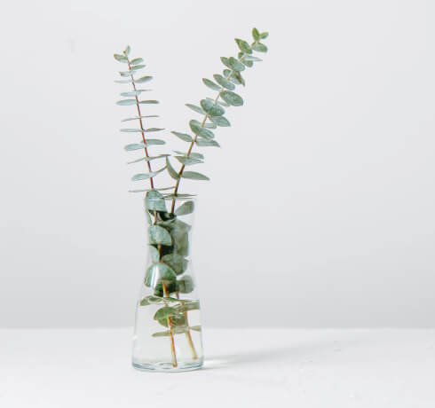 Single plant in clear vase on white background